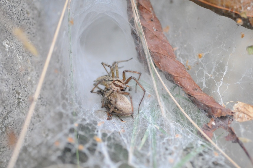 Accoppiamento Agelena sp. o simile